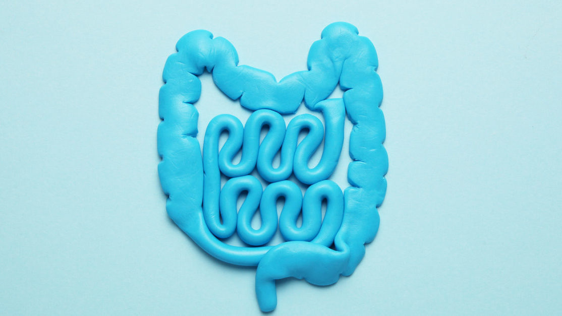 The Low Down on Gut Health: Why Is It So Important?