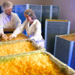 Before Buying Dietary Supplements, You Should Know This…What to Know About Ordering Supplements Online